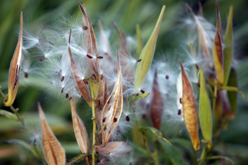 Milk Weed image